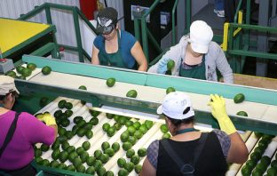 More Migrant Minors Fuel America’s Cheap Labor Machine More Observations on Immigration and the California Economy | ImmigrationReform.com