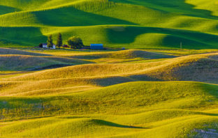 Rolling farm landscape with cultivated crops in the Palouse region of Washington State
